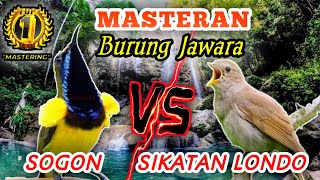 SOGON VS SIKATAN LONDO - Masteran Istimewa Untuk Semua Jenis Burung Lomba