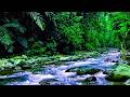Fall Asleep Fast with This Soft Woodland Stream, 8 Hours of No Ads Peaceful Sleep Experience