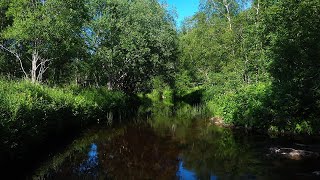 Sweet spot in the summer forest with river and bird sounds