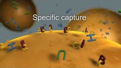 Isolation of Cells and Molecular Material using Magnetic Beads