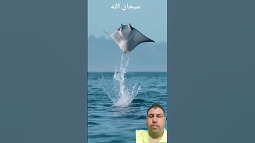 القرآن الكريم هذا خلق الله راحة نفسية #اكسبلور #تصويري #المصحف #ترند #duet سبحان الخالق العظيم