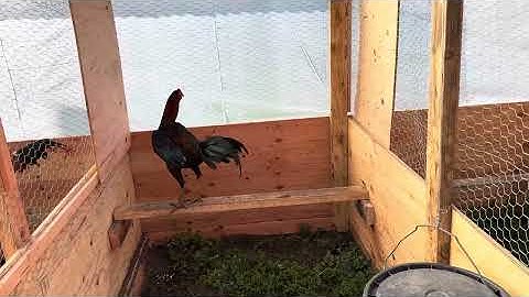 Yuav pin khoo los ko Qaib lawm nawb 