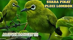 suara pikat pleci lombok atau kecial  terbaru  - Durasi: 6:49. 