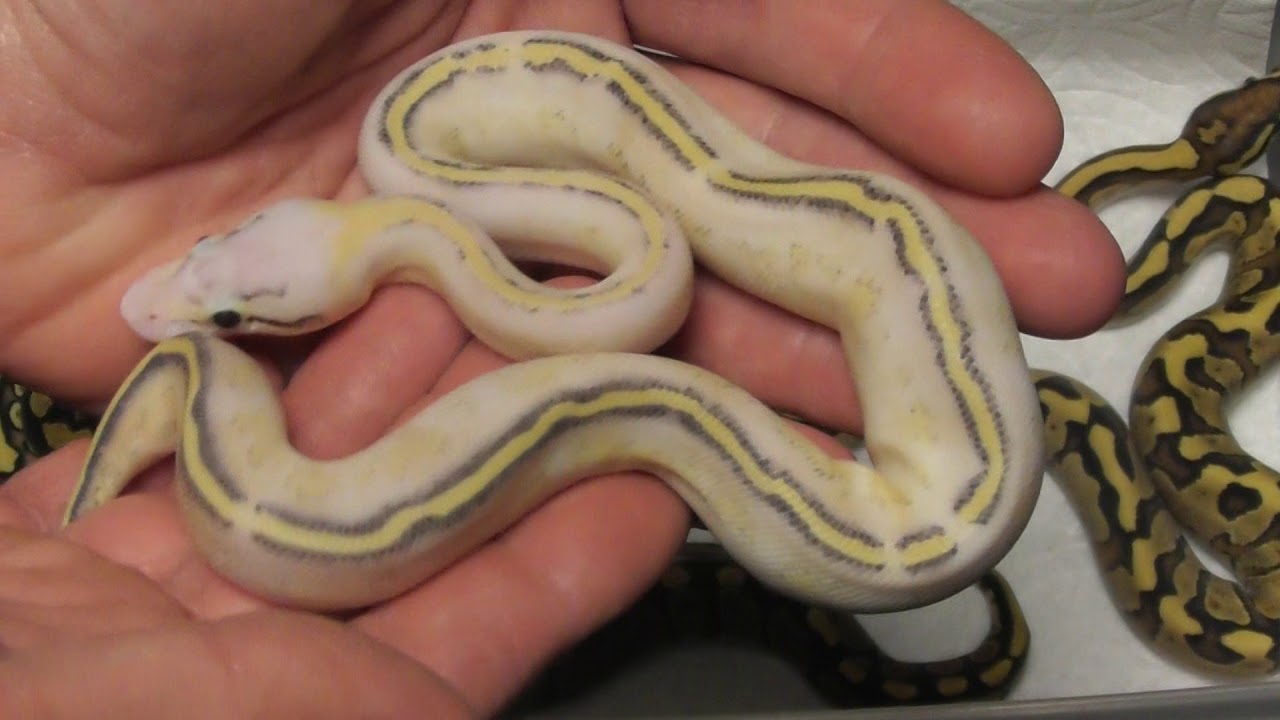 puma animal Puma clutch