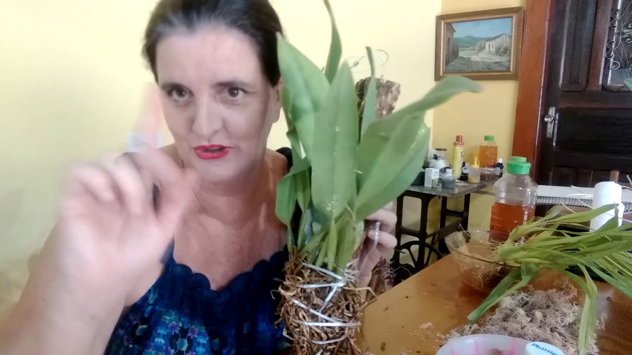 Plantando Orquideas no Toquinho