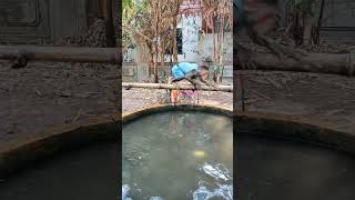 Baby monkey playing in the water #monkey #monkeysr #monkeysworld #babymonkeybobby