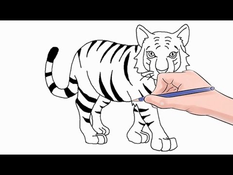 How to Draw a Tiger Easy Step by Step - YouTube