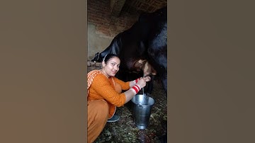 cow milking #shorts