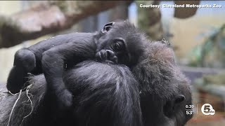 Celebrating zoo moms this mother's day