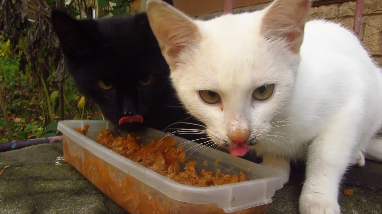 Kittens So Hungry After A Rain YouTube