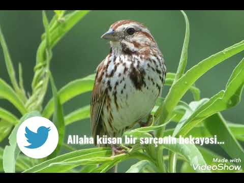 Allaha küsən sərçənin hekayəsi...