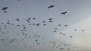 Snow geese, Richmond, British Columbia