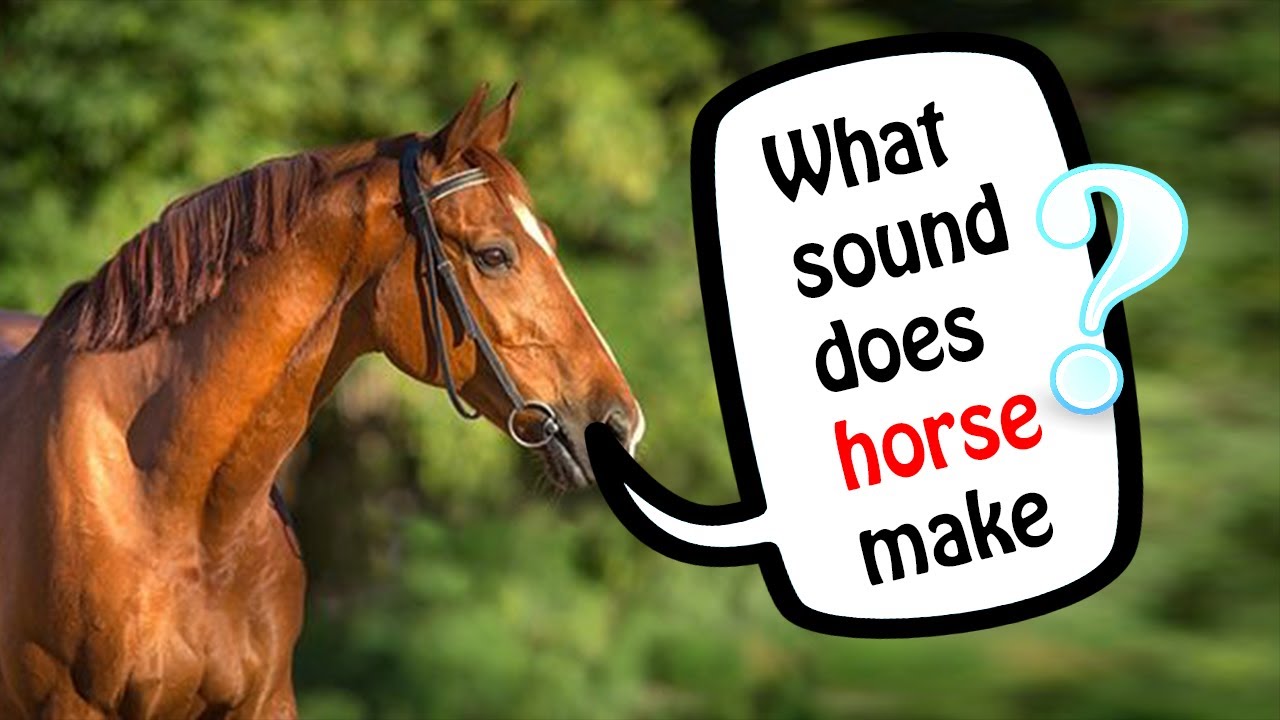 Horse sound / Animal sound library / What sound does horse