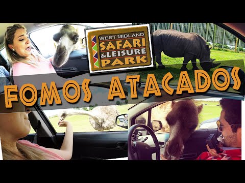 Vídeo: Safari West Animal Park: mais do que um zoológico