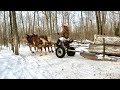 HORSE LOGGING: Skidding Logs on the Ground  VS. Using a Horse Drawn Scoot