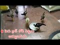 #KVR BREEDES#7095172609#peru cross chicks#rich watam chicks#patta punju#birds#chicken#viral