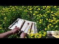 Yellow pastures by brian eades hammered dulcimer