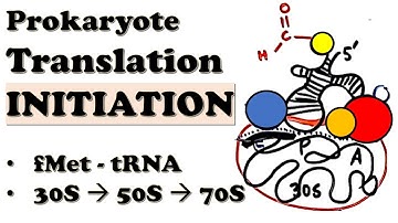 Prokaryotic Translation INITIATION - How do 70S ribosomes initiate translation? - Deep-dive Video