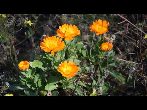 Video: Coltivare piante di calendula del deserto: prendersi cura del fiore di calendula del deserto