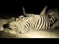 Zebra Feast | Lioness Crushes The Testicles Of Still Alive Zebra In Darkness...!