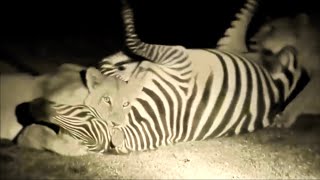 Zebra Feast | Lioness Crushes The Testicles Of Still Alive Zebra In Darkness...!