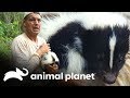 O gambá fede mais do que o Frank! | Perdido no México | Animal Planet Brasil