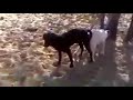Dog Meeting To Goat So Hard كلب يتزاوج مع معزة YouTube 