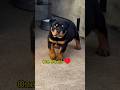 Rottwiler dog transformation! One Month to One Year 🐾🐕🦺 #shortsfeed #shorts #dog #rottweiler