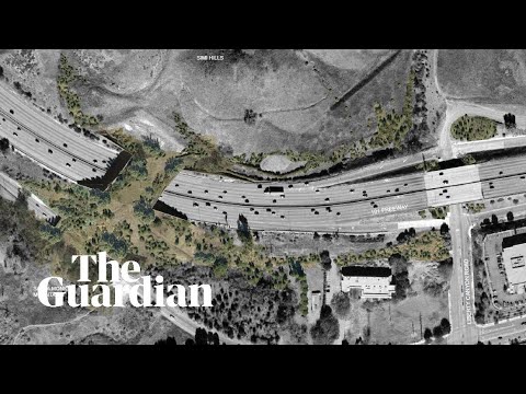 Los Angeles to build world's largest wildlife bridge across 10-lane freeway - Los Angeles to build world's largest wildlife bridge across 10-lane freeway