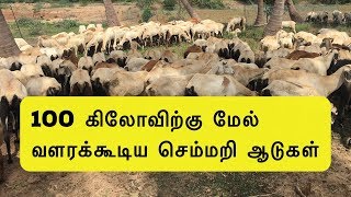 100 கிலோவிற்கு மேல் வளரக்கூடிய செம்மறி ஆடுகள்