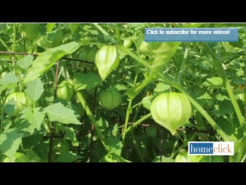 Vídeo: Cultivando Tomatillos: O que é um Tomatillo e como cultivá-los