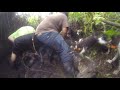 The Hawaiian Jungle- boar  hunting