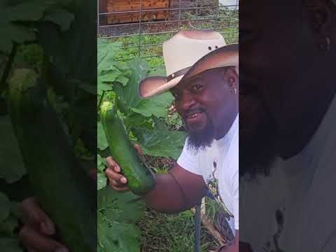 Zucchini Harvest