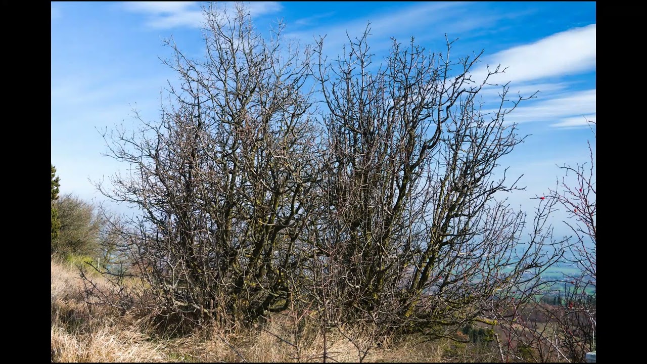 FERRETTI G. – PAESAGGI REGGIANI E OLTRE – 35 SUL CRINALE DEL MONTE VANGELO