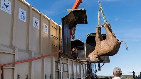 Elephant Range Expansion In Kabouga Sparks Ecosystem Restoration In Addo Elephant National Park