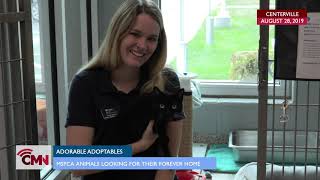 Cape Media News: Adorable Adoptables!