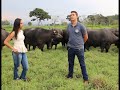 A criação de búfalos relacionada ao bem-estar animal