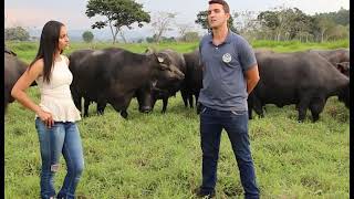 A criacao de bufalos relacionada bem estar animal animalwelfare bienestaranimal 