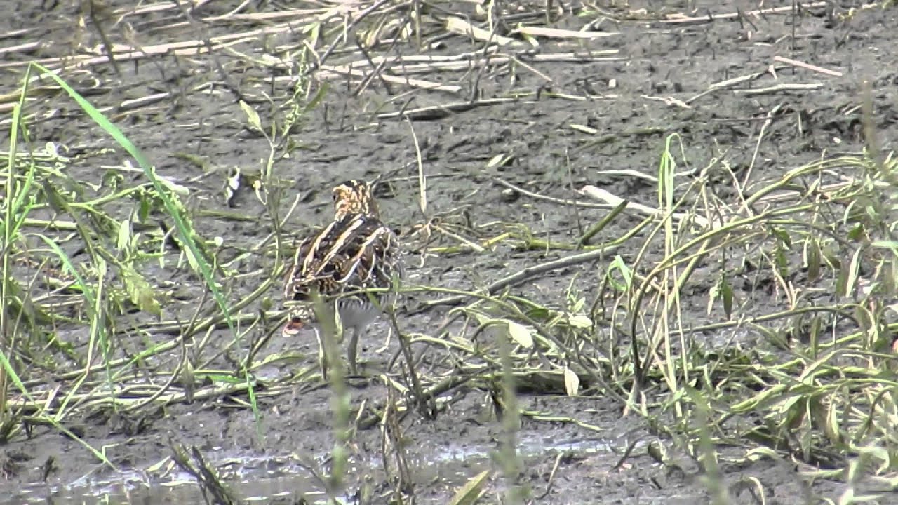 Wilson's Snipe Feeding and Bobbing 