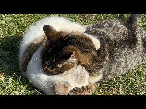 Видео: 🐈❤️#catlovers #catlife #cat #funnyanimals #кіт #cake #funny #pisica #cats❤️