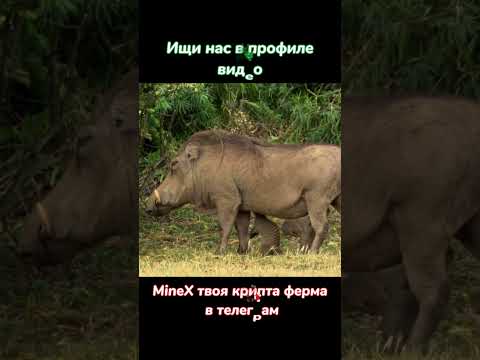 Бородавочники балдеют от мангустов #животные #shorts #shortvideo #shortsvideo #top #top10 #топ