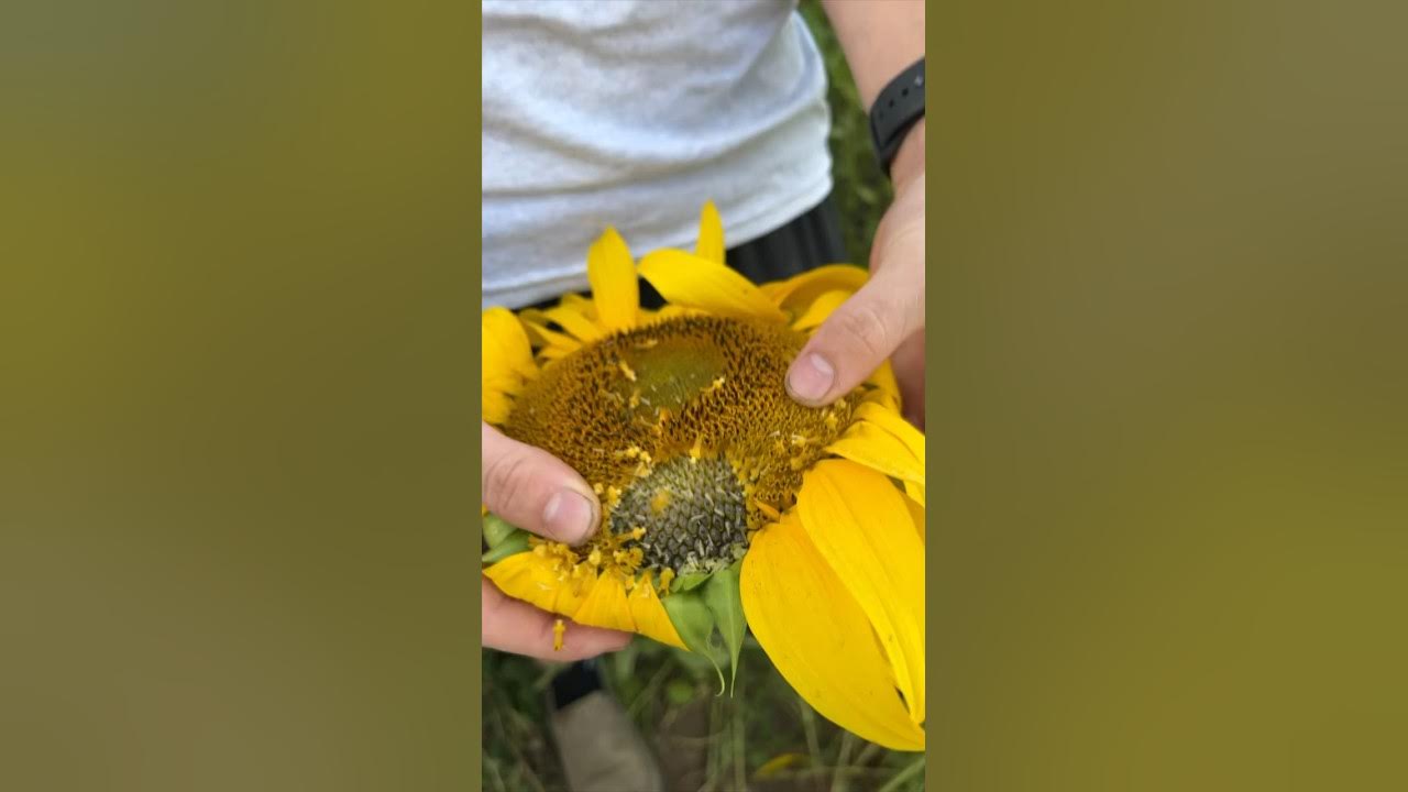 Harvesting sunflower seeds Harvesting sunflower seeds