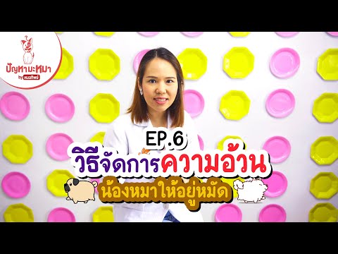 วิธีจัดการความอ้วนน้องหมาให้อยู่หมัด | ตอบปัญหามะหมา EP.6