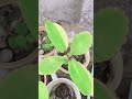 small plants ☘️