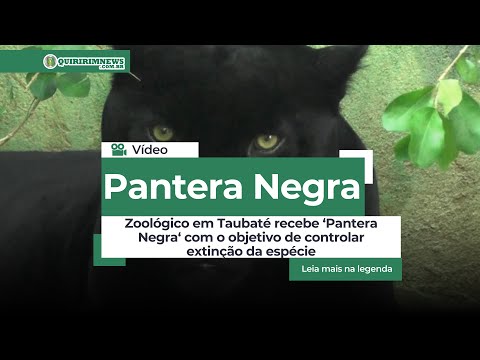 Zoológico em Taubaté recebe "Pantera Negra" com o objetivo de evitar extinção da espécie