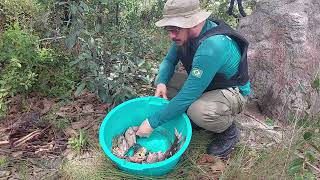 Destruição de carne de animais silvestres