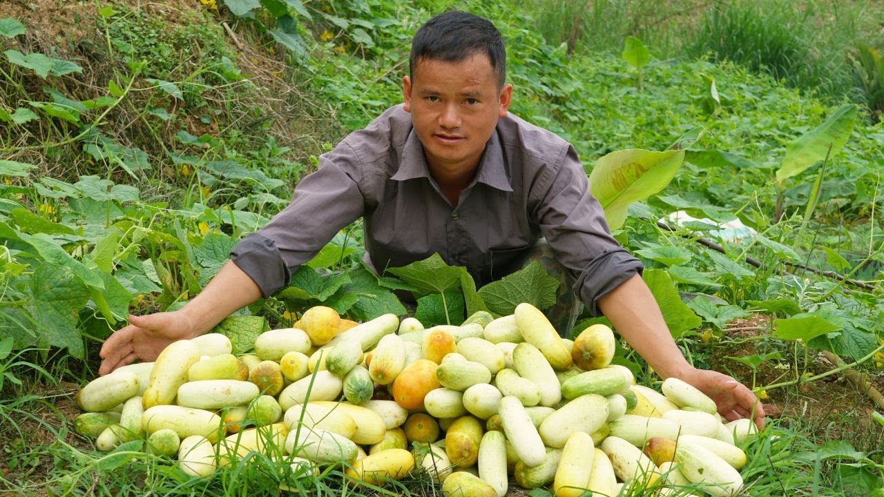 Harvest cucumbers to sell at the market | Quang Sinh Village Life - YouTube