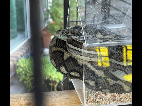 Carpet Python ate our pet bird