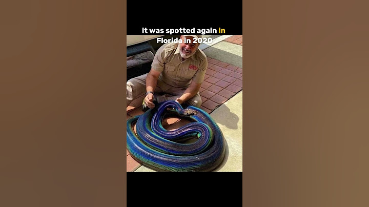 Rainbow Snake!