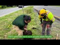 ALX275 Tree Planting Initiative
